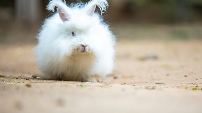 Complete Guide to Angora Rabbit Care