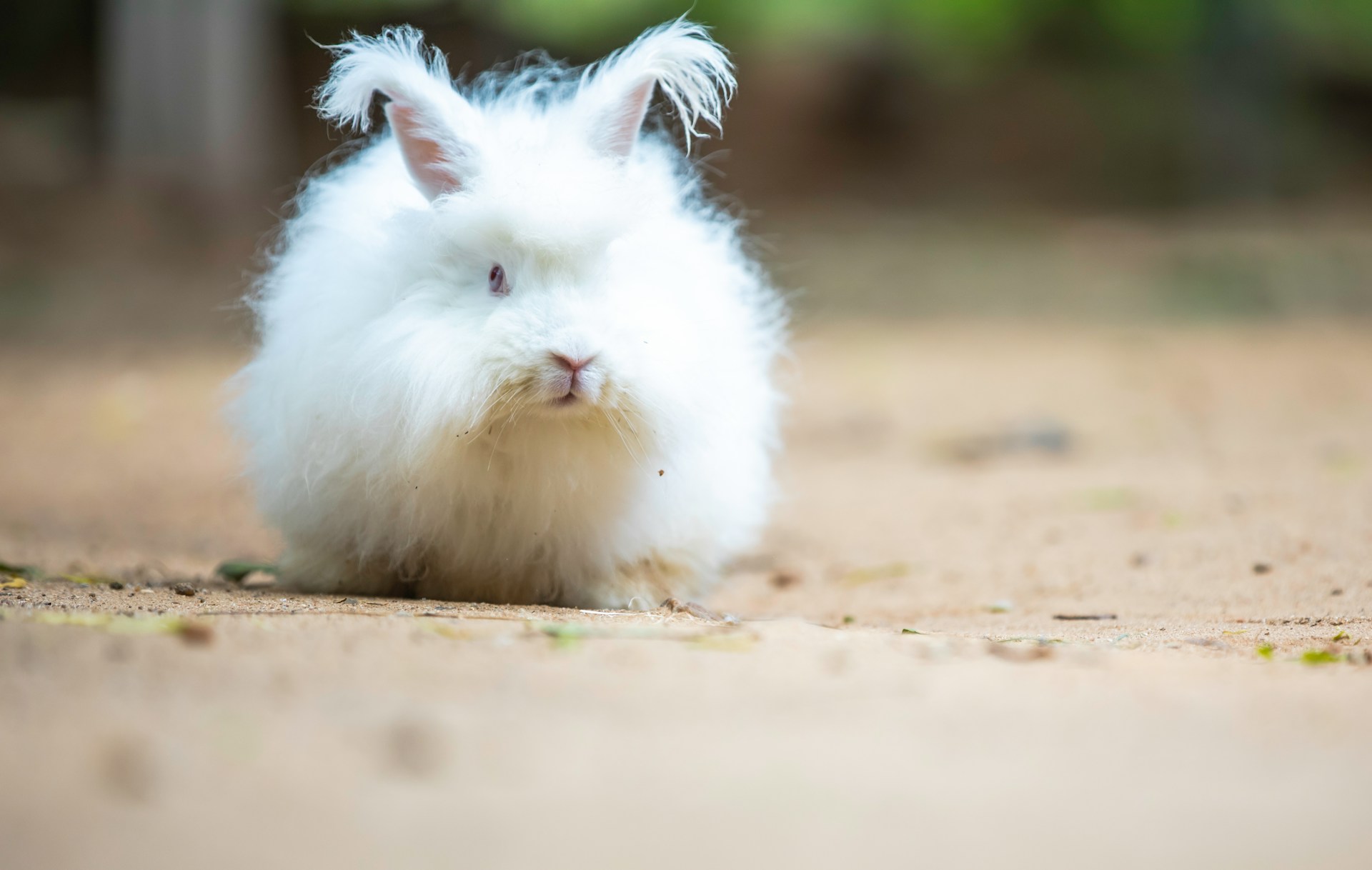 You are currently viewing Complete Guide to Angora Rabbit Care