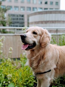 Read more about the article English Cream Golden Retrievers