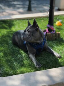 Read more about the article The Blue French Bulldog: All the Information You Should Know About This Breed