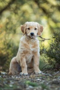 Read more about the article How Long Do Golden Retrievers Live?