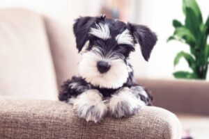 Read more about the article Mini Schnauzer Puppy: Big Personality in a Small Package