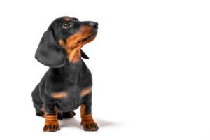 Read more about the article Dachshund: All You Need to Know About These Cute Little Sausages