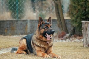 Read more about the article Complete Guide to German Shepherd Dogs: Temperament, Training, Health, and Care