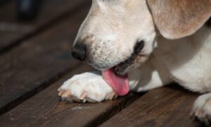 Read more about the article Why Dogs Lick Their Paws So Often? Exploring This Strange Behavior