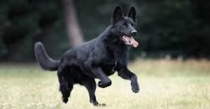 Read more about the article Black German Shepherd: The Complete Manual of Training, Personality, Diet and Breeds of Dogs