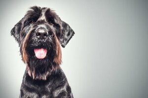 Read more about the article Why Schnauzers Are the Worst Dogs: 10 Mind-Blowing Reasons