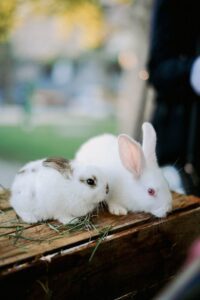 Read more about the article The Complete Guide to Rex Rabbits