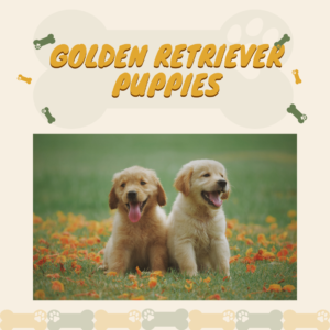 Read more about the article Golden Retriever Puppies