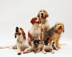 Read more about the article Best Guard Dogs for a Family