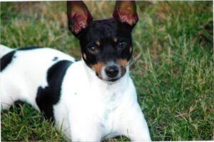 Read more about the article The Rat Terrier: The Complete Guide to Their Traits