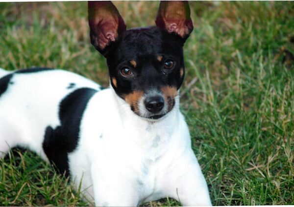 The Rat Terrier: The Complete Guide to Their Traits