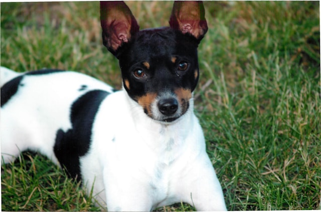 You are currently viewing The Rat Terrier: The Complete Guide to Their Traits